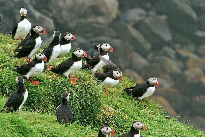 Puffin and Volcano Tour with Ebbi - Herjólfsdalur and Kaplagjóta wildlife views, where puffins earn their fame