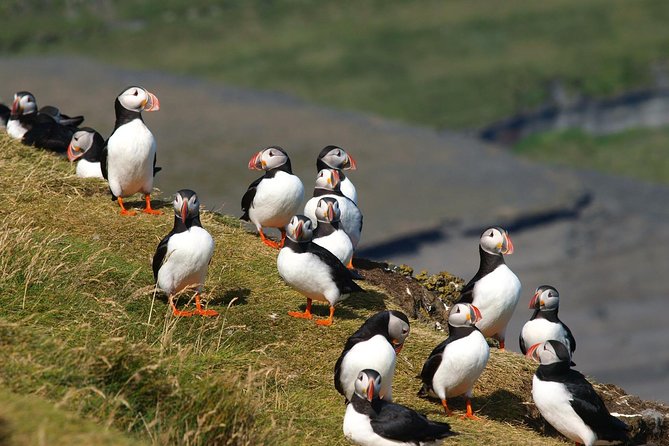 Puffin and Volcano Tour with Ebbi - Eldfell crater, the eruption starting point you can walk into