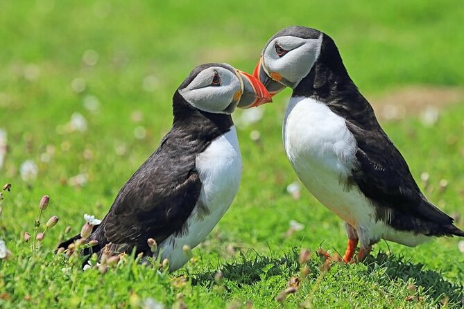 Puffin and Volcano Tour with Ebbi - Comfort and pacing, the small-group logistics that matter