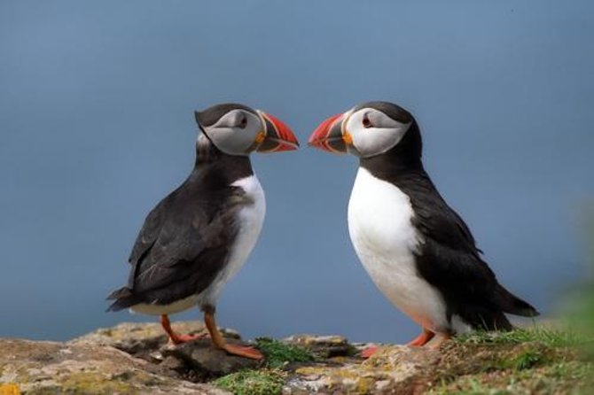Puffin Cruise with Expert Tour Guide from Reykjavik - Key Things I’d Put on Your Must-Know List