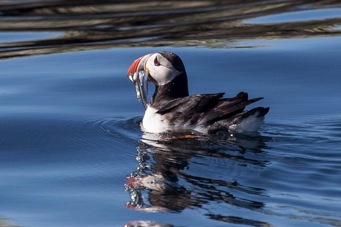 Puffin Cruise with Expert Tour Guide from Reykjavik - What You’ll See: Puffins Plus the Seabird Cast