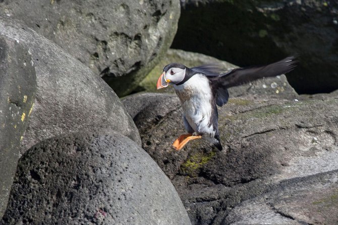 Puffin Cruise with Expert Tour Guide from Reykjavik - The Guide Factor: Stories, Research, and Bird Behavior