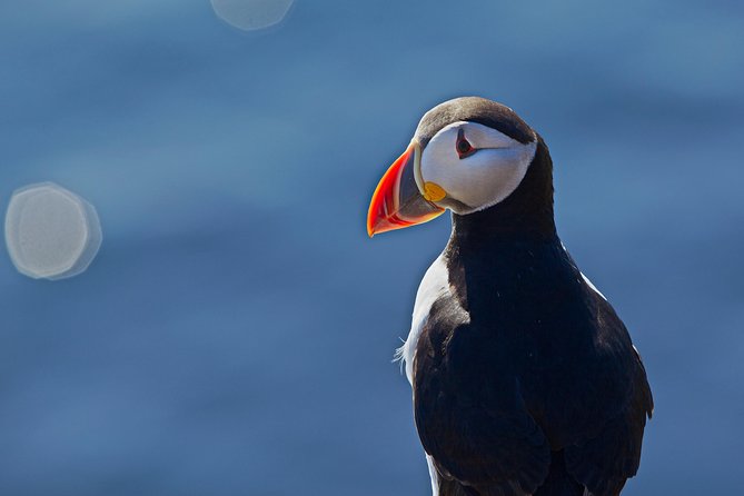 Puffin Cruise with Expert Tour Guide from Reykjavik - Crowds, Sea Conditions, and Photo Reality Checks