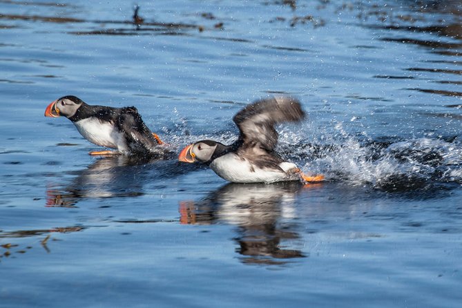 Puffin Cruise with Expert Tour Guide from Reykjavik - Who This Tour Suits Best