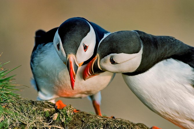 Puffin Cruise with Expert Tour Guide from Reykjavik - The Express Boat Ride: How Close You Really Get