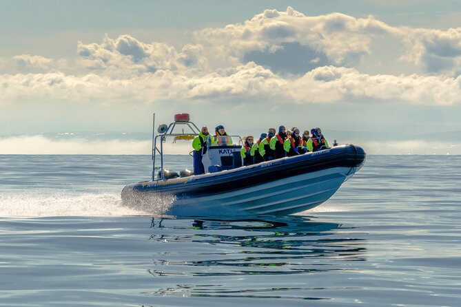 Puffin Watching Speedboat Express - A Speedboat Puffin Hunt from Reykjavik, with Quiet Wildlife Time