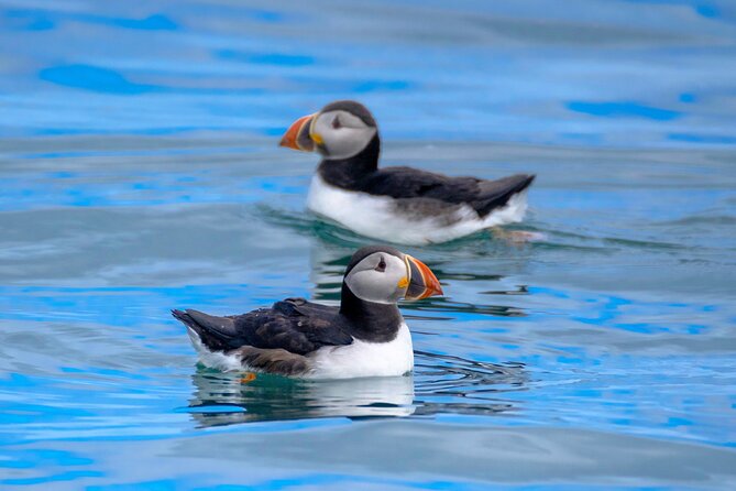 Puffin Watching Speedboat Express - Entering the Day at the Dock: Meeting Point, Timing, and Vibe