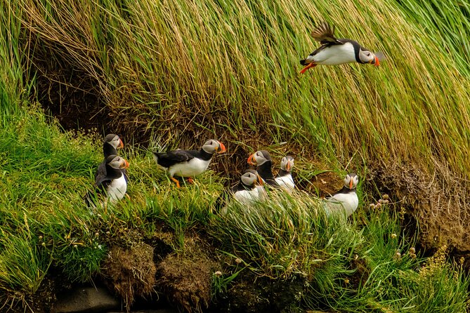 Puffin Watching Speedboat Express - How the Route Works: Harpa, City Views, Videy Island, and Old Harbour