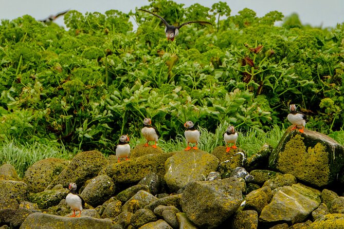 Puffin Watching Speedboat Express - Guides in English: Humor, Bird Facts, and City Context