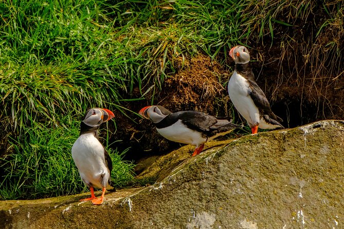 Puffin Watching Speedboat Express - Gear Check: Overalls, Gloves, Goggles, and the Comfort Factor
