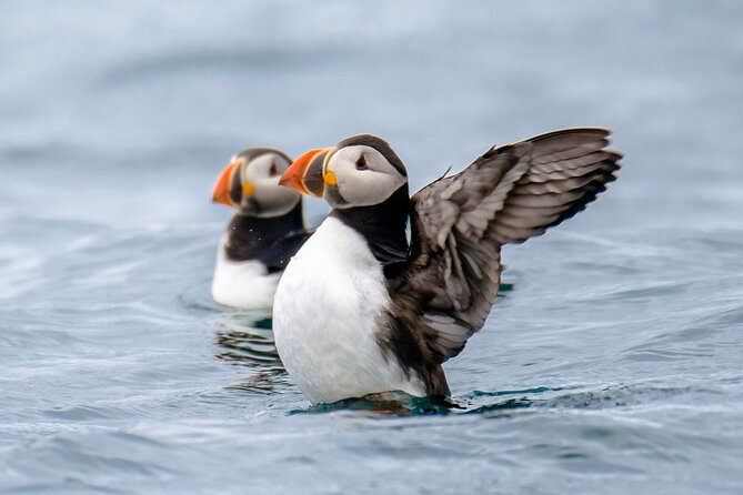Puffin Watching Speedboat Express - Rough Water Happens: What to Expect on a RIB