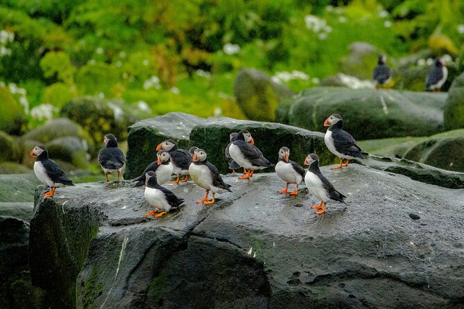 Puffin Watching Speedboat Express - Price and Value: What $76 Gets You in Real Terms