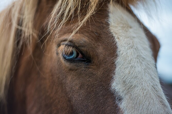 Red Lava Horse Riding Tour From Reykjavik - How close this Reykjavik horseback ride feels