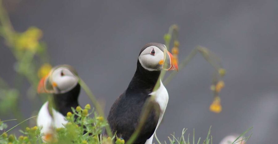 Reykjavik: 1-Hour Puffin Watching Tour - Key things to know before you go