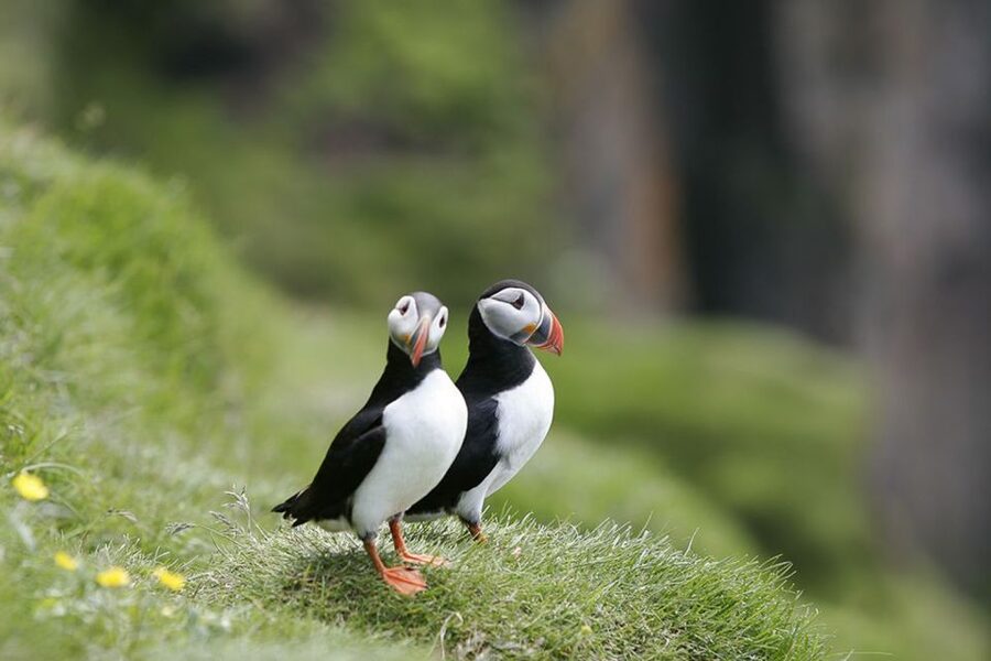 Reykjavik: 1-Hour Puffin Watching Tour - Starting at Ægisgarður 5, right in the Reykjavík action