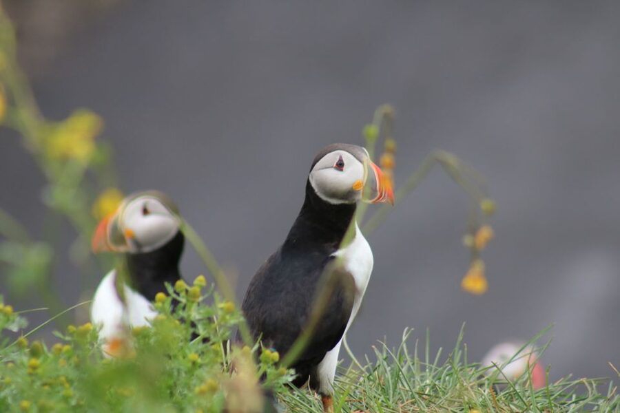 Reykjavik: 1-Hour Puffin Watching Tour - How the timing really plays on the water