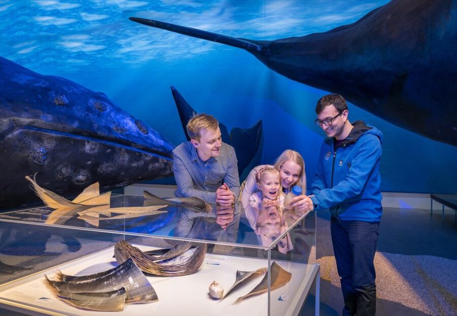 Reykjavik: 2-Hour Northern Lights by Boat with Backup Plan - Who this tour is best for