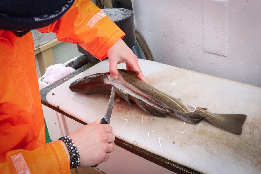 Reykjavik: 3-Hour Sea Angling Gourmet Experience Tour - Reykjavik’s sea angling start at Hlésgata harbor
