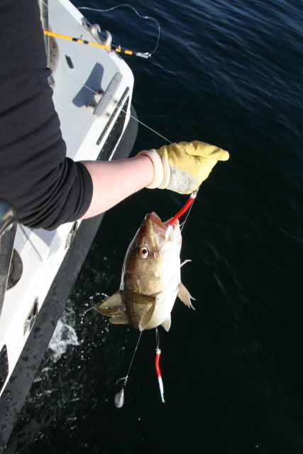 Reykjavik: 3-Hour Sea Angling Gourmet Experience Tour - FAQ
