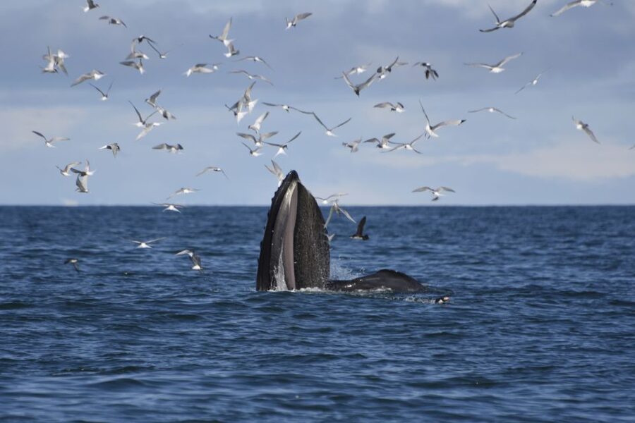 Reykjavik: ATV Ride & Whale Watching Boat Tour - Key Points You Should Know Before You Go
