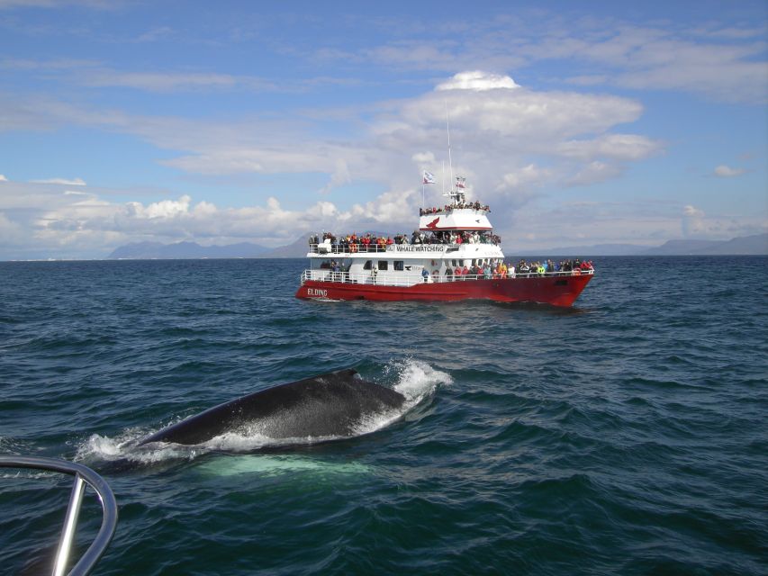Reykjavik: ATV Ride & Whale Watching Boat Tour - Pickup, Timing, and How the Day Is Organized