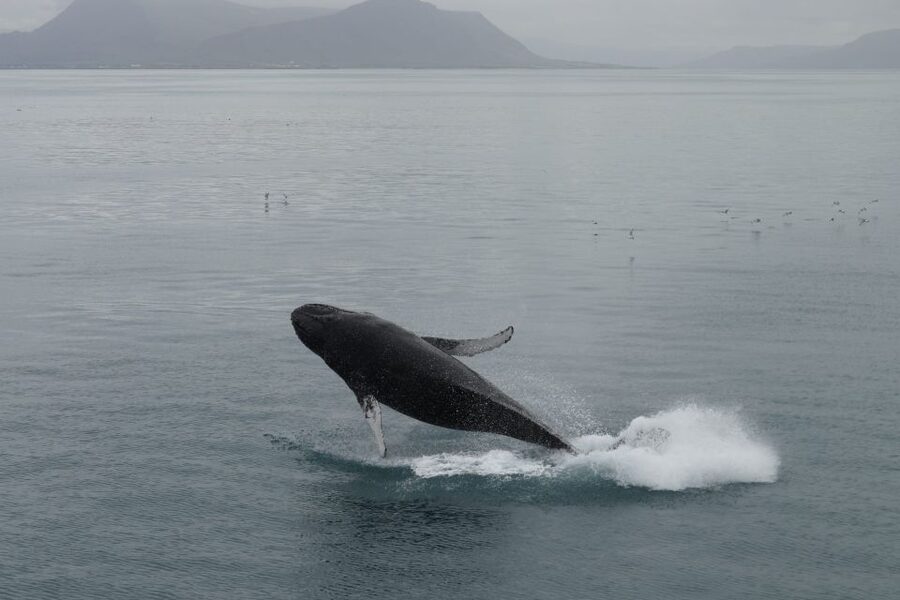 Reykjavik: Best Value Whale Watching Boat Tour - Small tips that make a real difference onboard