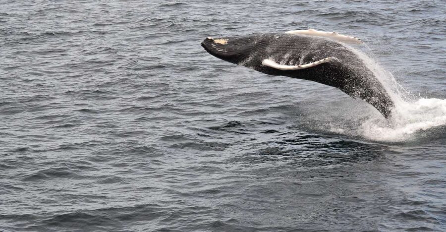 Reykjavik: Best Value Whale Watching Boat Tour - Faxaflói Bay on the water: what you are really doing for 2.5 hours