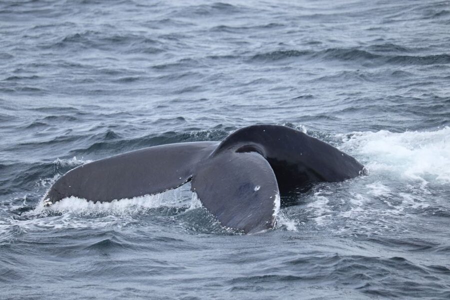 Reykjavik: Best Value Whale Watching Boat Tour - Species chances in this region: minke, humpbacks, dolphins, porpoises, and possible orcas
