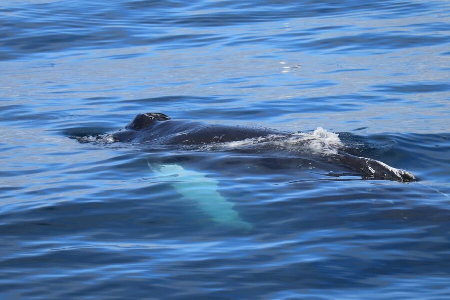 Reykjavik: Best Value Whale Watching Boat Tour - Weather, overalls, and seasickness: how to plan for Iceland’s mood swings