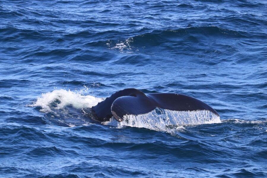 Reykjavik: Best Value Whale Watching Boat Tour - Price and value: is $103 worth it in Reykjavik?