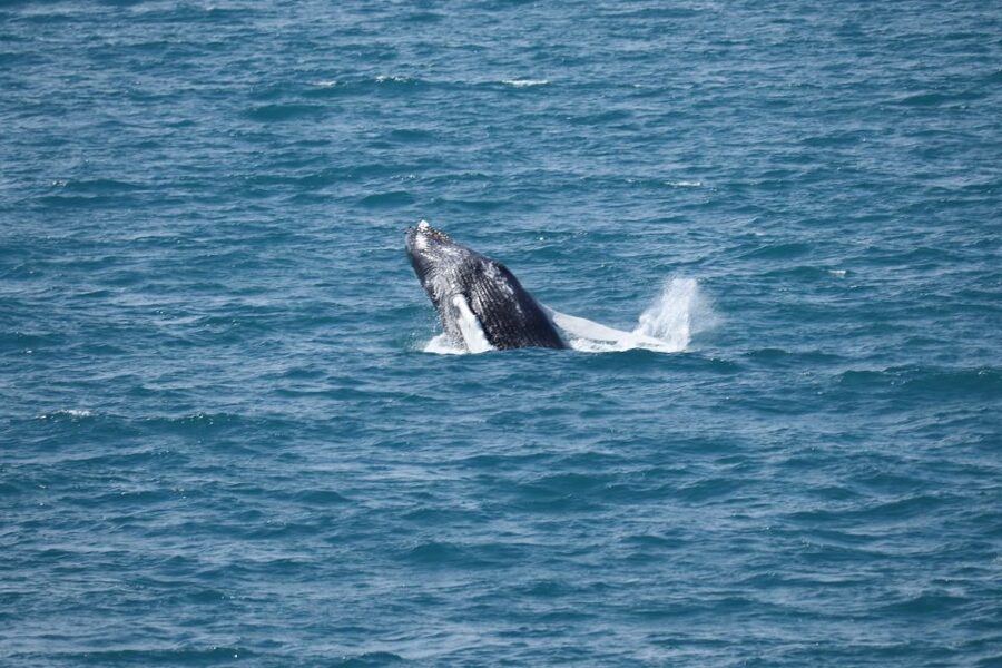 Reykjavik: Best Value Whale Watching Boat Tour - Who this whale watching cruise is best for