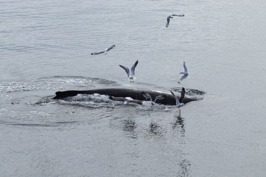 Reykjavik: Best Value Whale Watching Boat Tour - 3.5 hours on a heated boat: comfort that actually helps you watch