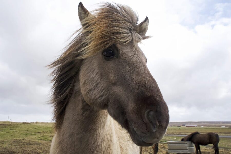 Reykjavik Combo: Horse Riding & Snorkeling in Silfra Fissure - How the 8-hour Silfra and horse ride day really flows