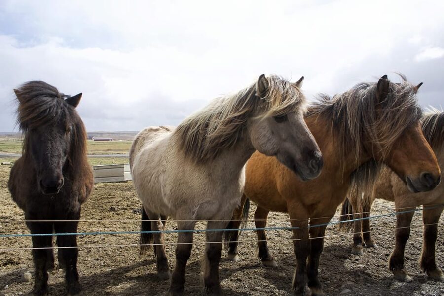 Reykjavik Combo: Horse Riding & Snorkeling in Silfra Fissure - Underwater photos and that hot cocoa reset