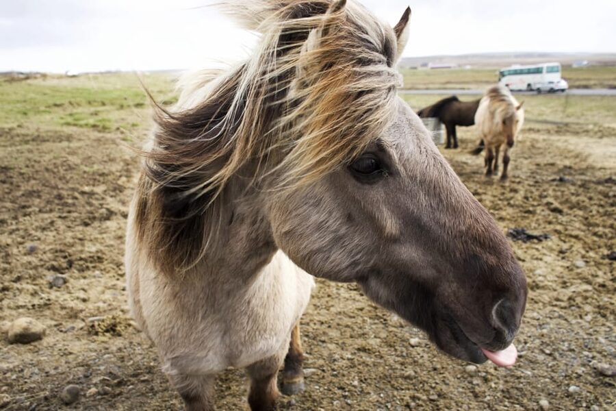 Reykjavik Combo: Horse Riding & Snorkeling in Silfra Fissure - What can go wrong, and how you reduce the risk