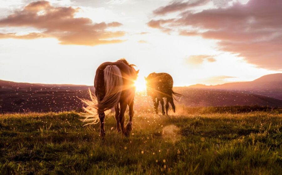 Reykjavik: Golden Circle, Tomato Farm and Kerið Crater Tour - Practical packing tips for a Golden Circle day
