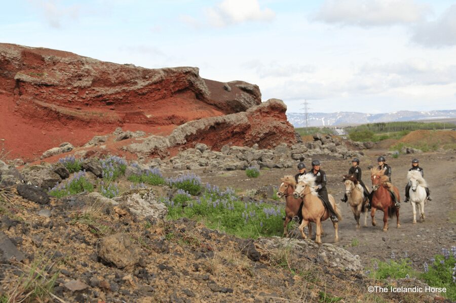 Reykjavík: Horse Riding Tours - The Pre-Ride Briefing That Turns First Timers Into Real Riders