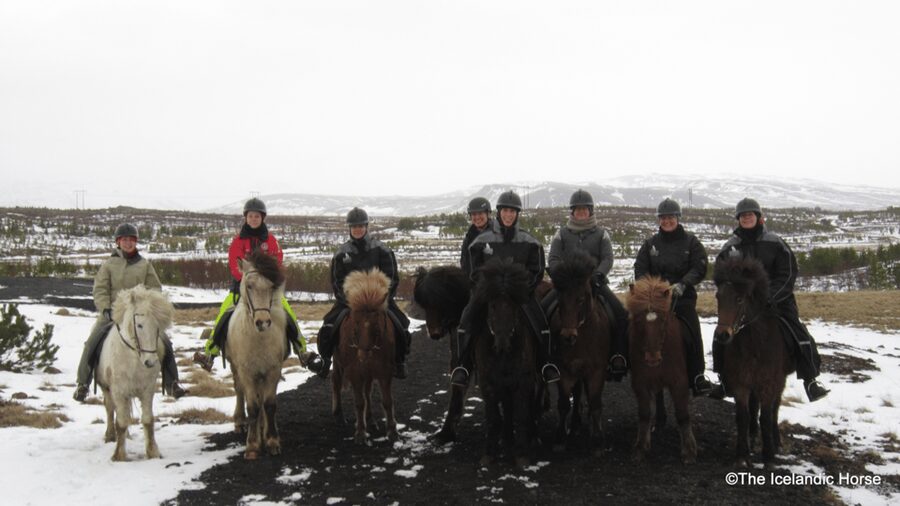 Reykjavík: Horse Riding Tours - Horse Matching: Level-Appropriate Icelandic Horses and a Calm Start
