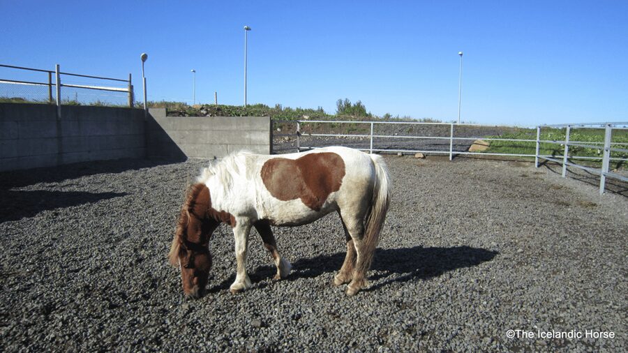 Reykjavík: Horse Riding Tours - Stops, Safety Habits, and Why Small Groups Matter