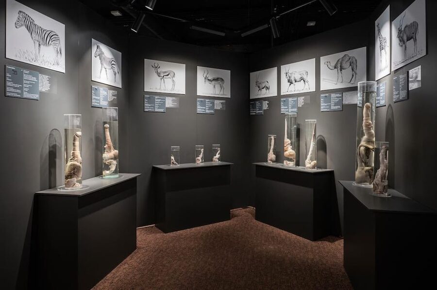Reykjavik: Icelandic Phallological Museum Entry Ticket - How an Independent Family Museum Built a Global Donation Archive