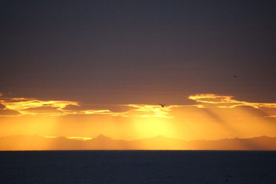 Reykjavík: Midnight Sun Whale Watching Cruise - Key points to know before you go