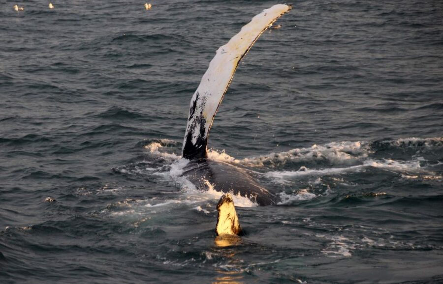 Reykjavík: Midnight Sun Whale Watching Cruise - Midnight Sun Whale Watching From Reykjavík Old Harbor