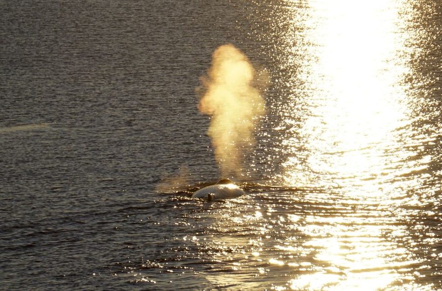 Reykjavík: Midnight Sun Whale Watching Cruise - Is This Reykjavík Midnight Sun Cruise Worth Booking?