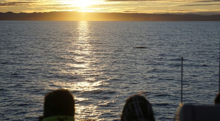 Reykjavík: Midnight Sun Whale Watching Cruise - FAQ