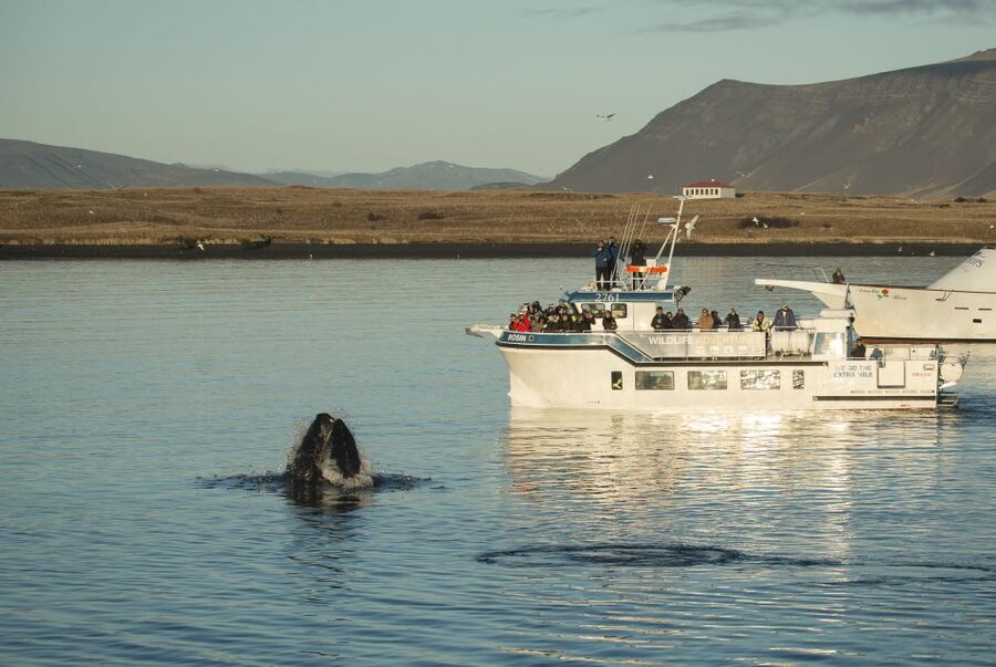 Reykjavík: Midnight Sun Whale Watching Cruise - The Boat Setup: Overalls, Decks, Restrooms, and Warm Viewing