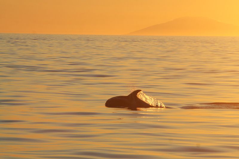 Reykjavik: Midnight Sun Whale Watching Tour - Wildlife Chances: Humpbacks, Minke Whales, Dolphins, and Puffins
