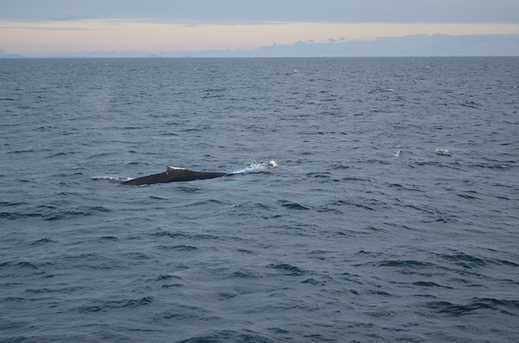 Reykjavik: Midnight Sun Whale Watching Tour - A Low-Impact Approach: Constant Speed, Less Disturbance