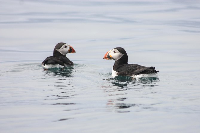 Reykjavik Premium Puffin tour | Close Up and Personal - Reykjavik Premium Puffin, the fast path to Lundey