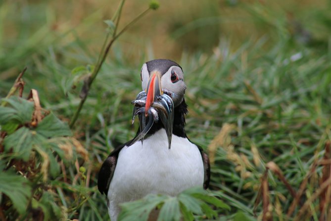 Reykjavik Premium Puffin tour | Close Up and Personal - Binoculars and camera tips that actually help