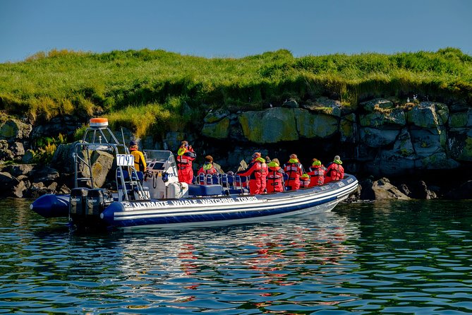 Reykjavik Premium Puffin tour | Close Up and Personal - How “Premium” compares in the puffin-viewing spectrum